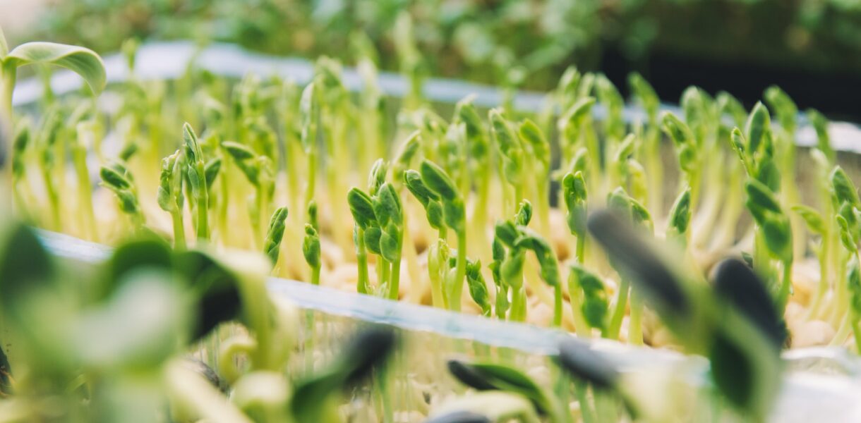Was sind Microgreens? Vorteile für die Ernährung + Tipps