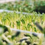 Was sind Microgreens? Vorteile für die Ernährung + Tipps