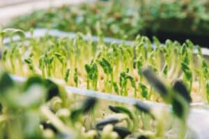 Was sind Microgreens? Vorteile für die Ernährung + Tipps