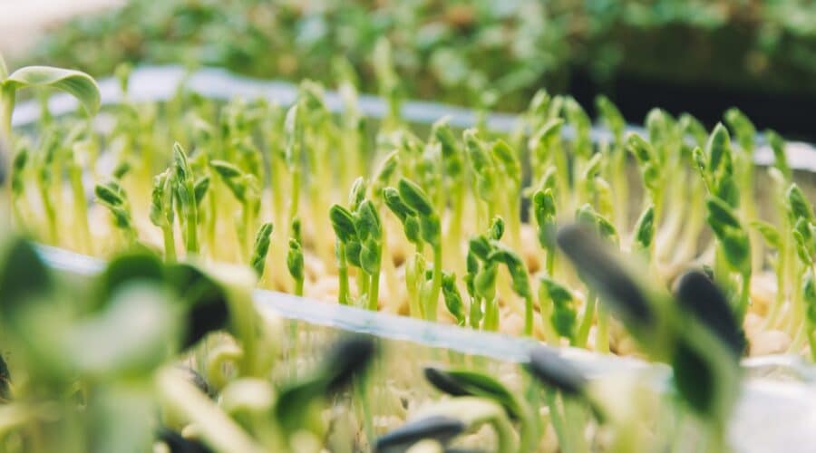 Was sind Microgreens? Vorteile für die Ernährung + Tipps