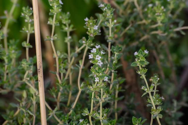 Microgreen Arten und Nährwerte