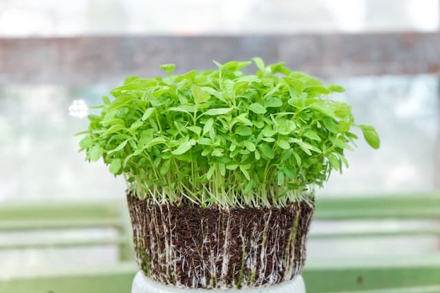 Microgreen Arten und Nährwerte