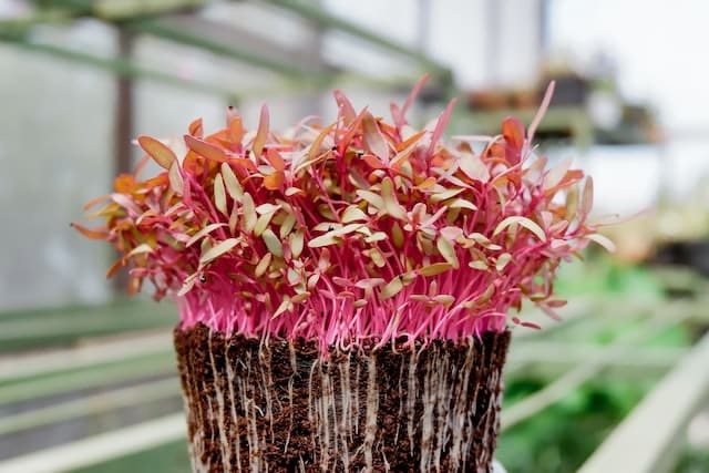 Microgreen Arten und Nährwerte