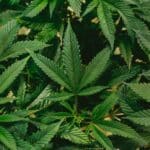 Hilft Marihuana bei der Behandlung von ADHS?