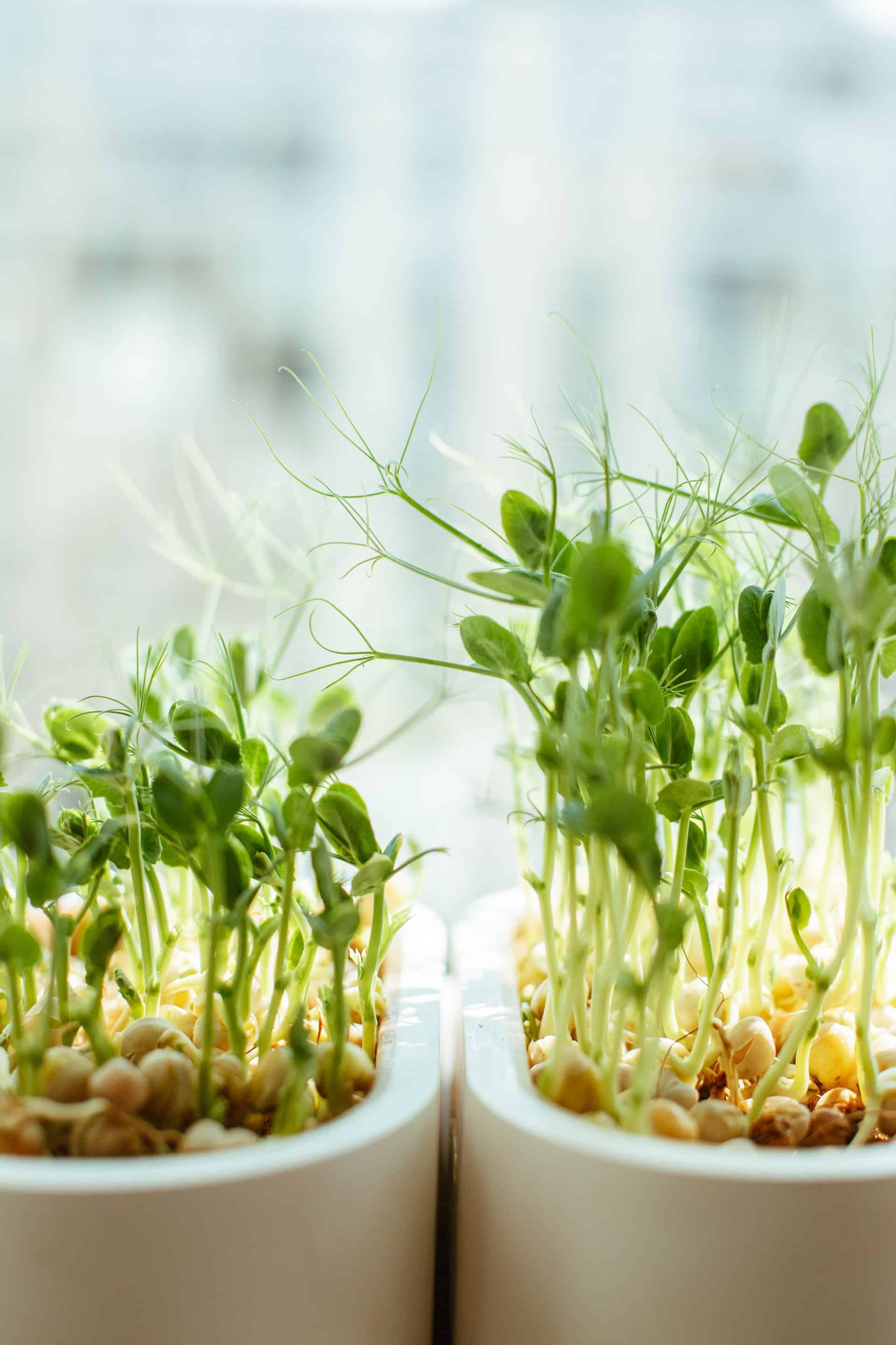 Vorteile von Microgreens