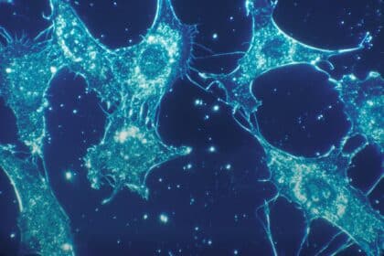 Was ist eine Stammzellentherapie - Arten und Studien