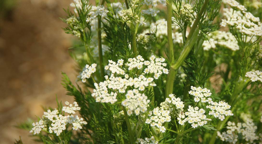 Kümmel: wissenschaftlicher Name Carum carvi