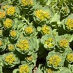 Rhodiola rosea