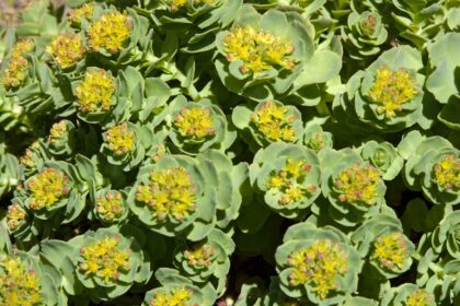 Rhodiola rosea