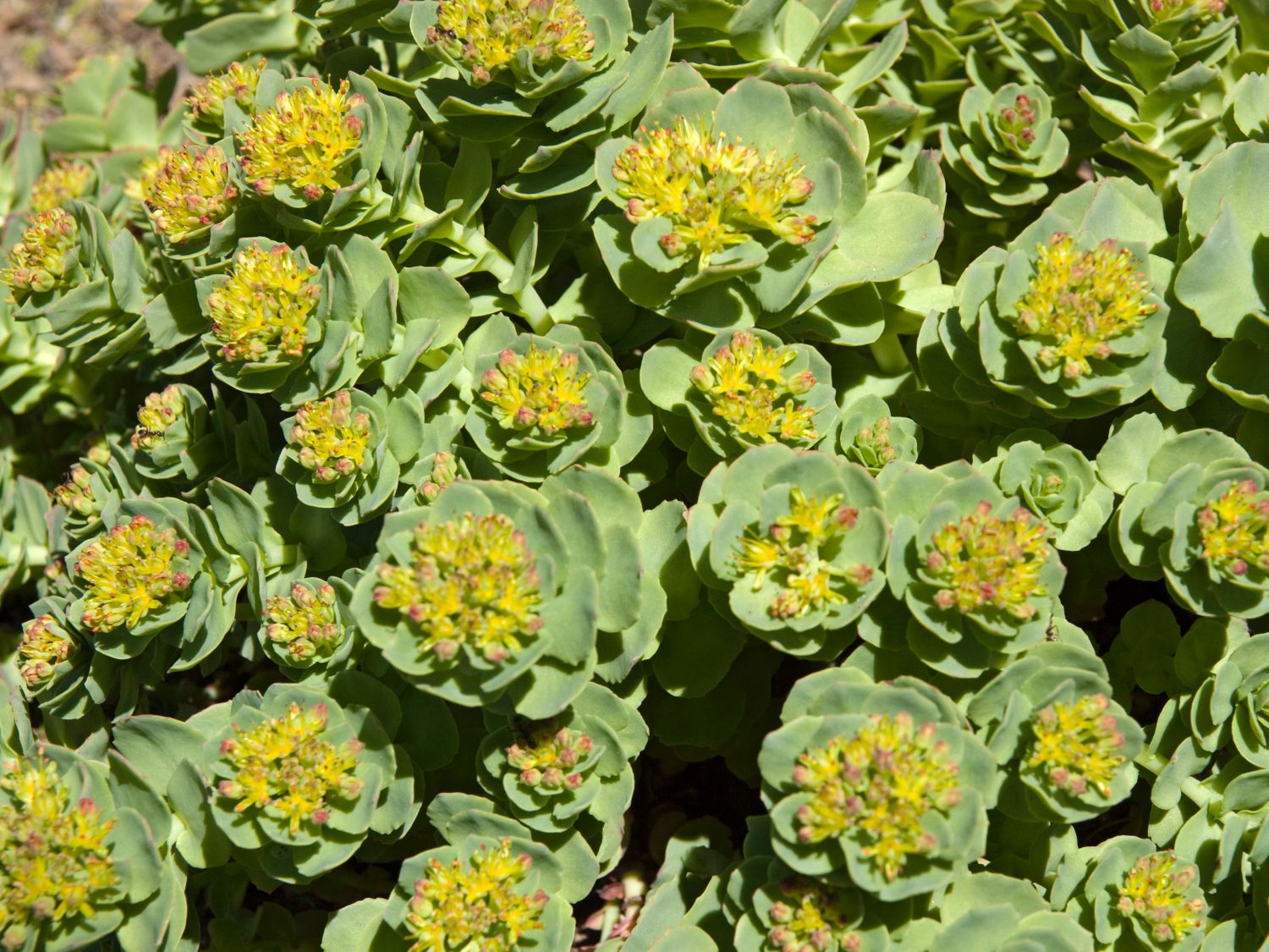 Rhodiola rosea