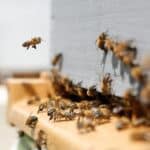 Behandlung von Bienenstichen: 7 Hausmittel gegen Bienenstiche