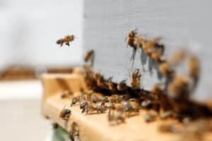 Behandlung von Bienenstichen: 7 Hausmittel gegen Bienenstiche