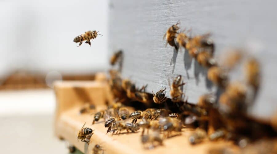 Behandlung von Bienenstichen: 7 Hausmittel gegen Bienenstiche
