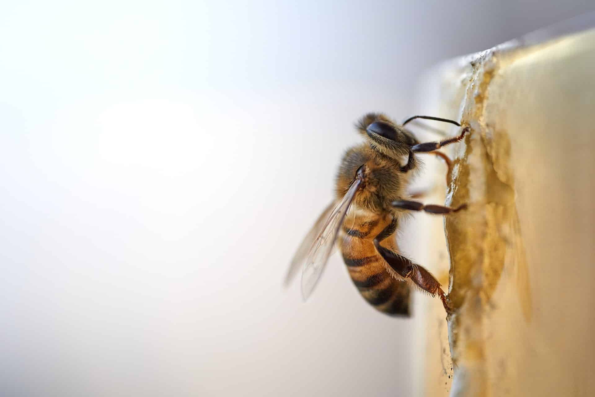 Behandlung von Bienenstichen: 7 natürliche Heilmittel