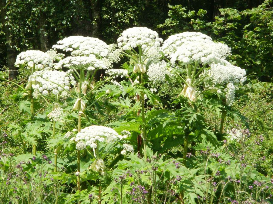 Riesen-Bärenklau (Heracleum mantegazzianum) 