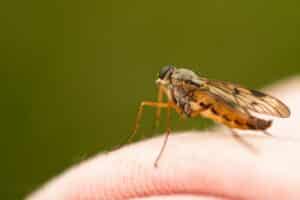 Ab wann werden Insektenstiche gefährlich?