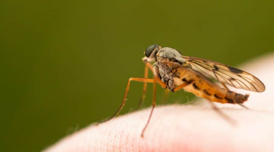 Ab wann werden Insektenstiche gefährlich?