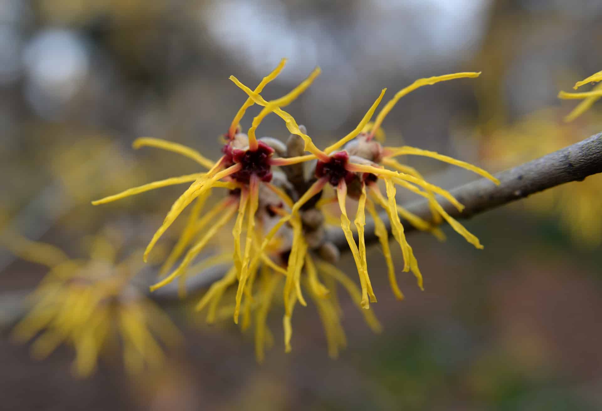 Verwendung von Hamamelis