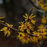 Verwendung von Hamamelis für Haut, Haare und mehr