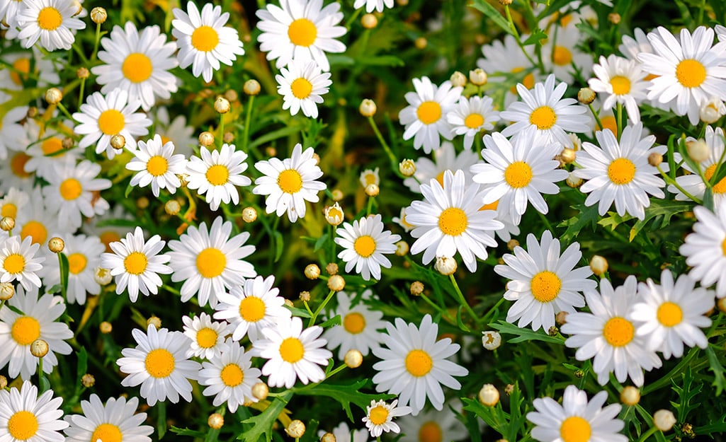 Das Mutterkraut ( Tanacetum parthenium ) ist ein kleiner Strauch mit gänseblümchenähnlichen Blüten