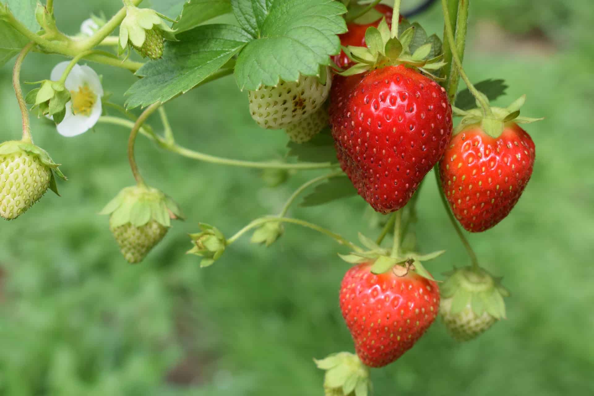 Was sind Erdbeeren?