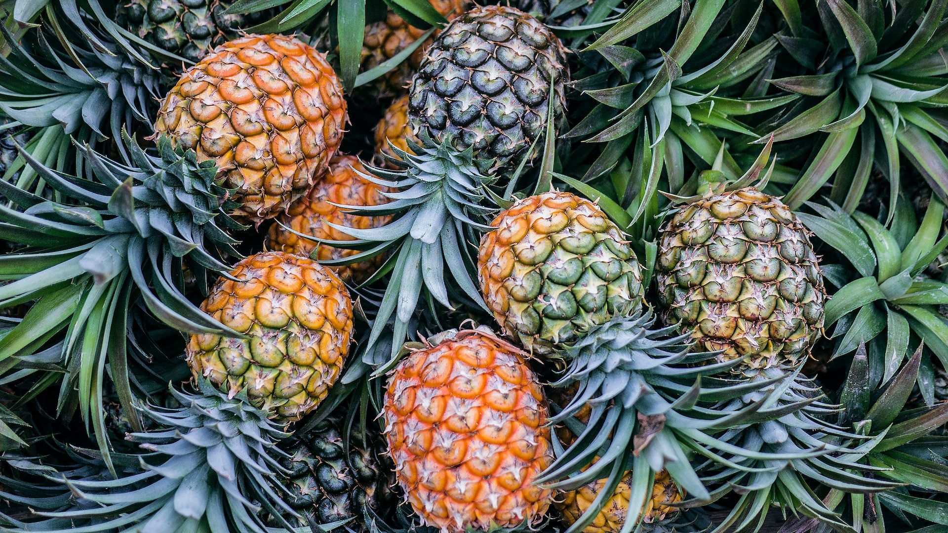 Bromelain: das Ananas-Enzym, das mehrere Krankheiten bekämpft