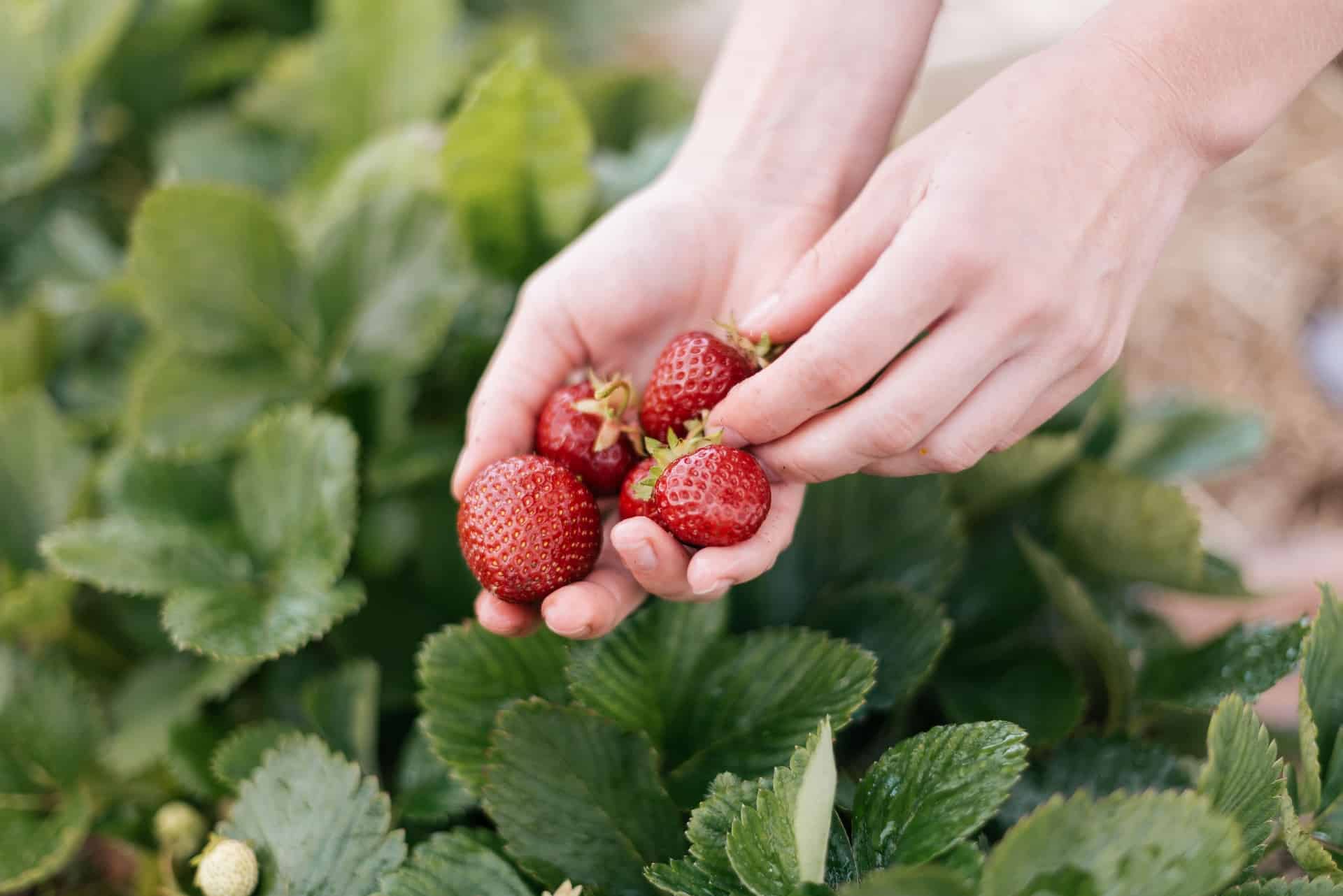 Wie man Erdbeeren pflanzt, anbaut und pflückt