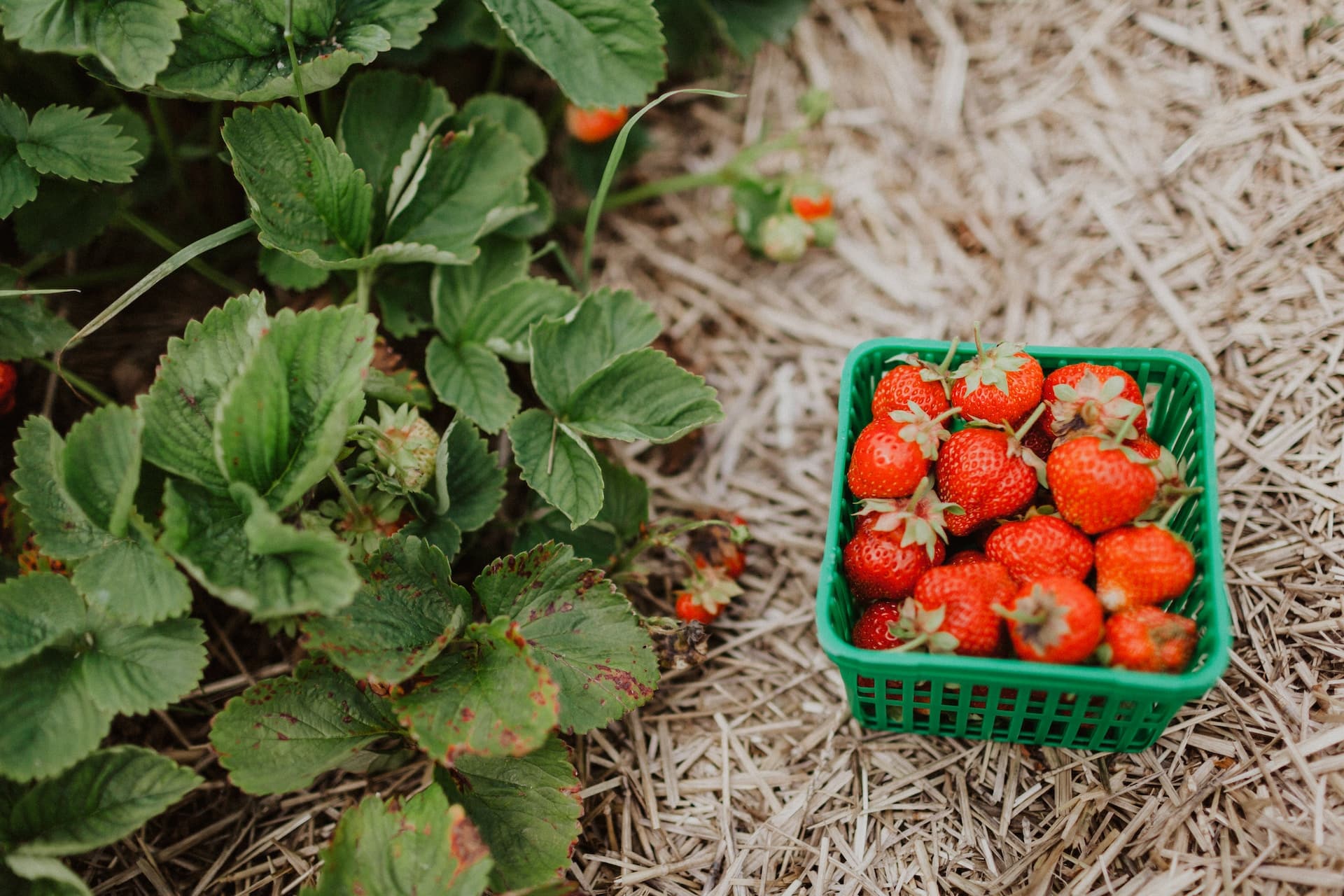 Nährwertangaben zu Erdbeeren