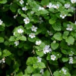 Bacopa: Die hirnfördernde Alternative zu Psychopharmaka