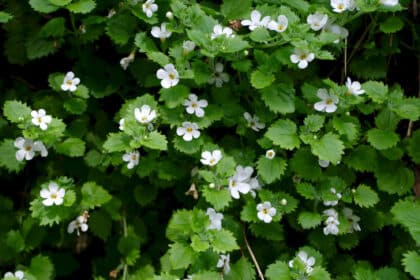 Bacopa: Die hirnfördernde Alternative zu Psychopharmaka