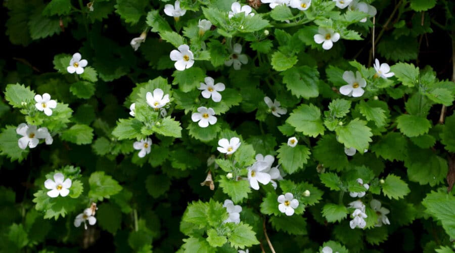 Bacopa: Die hirnfördernde Alternative zu Psychopharmaka