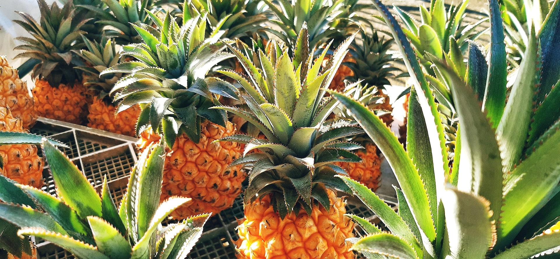 Nährwertangaben der Ananas