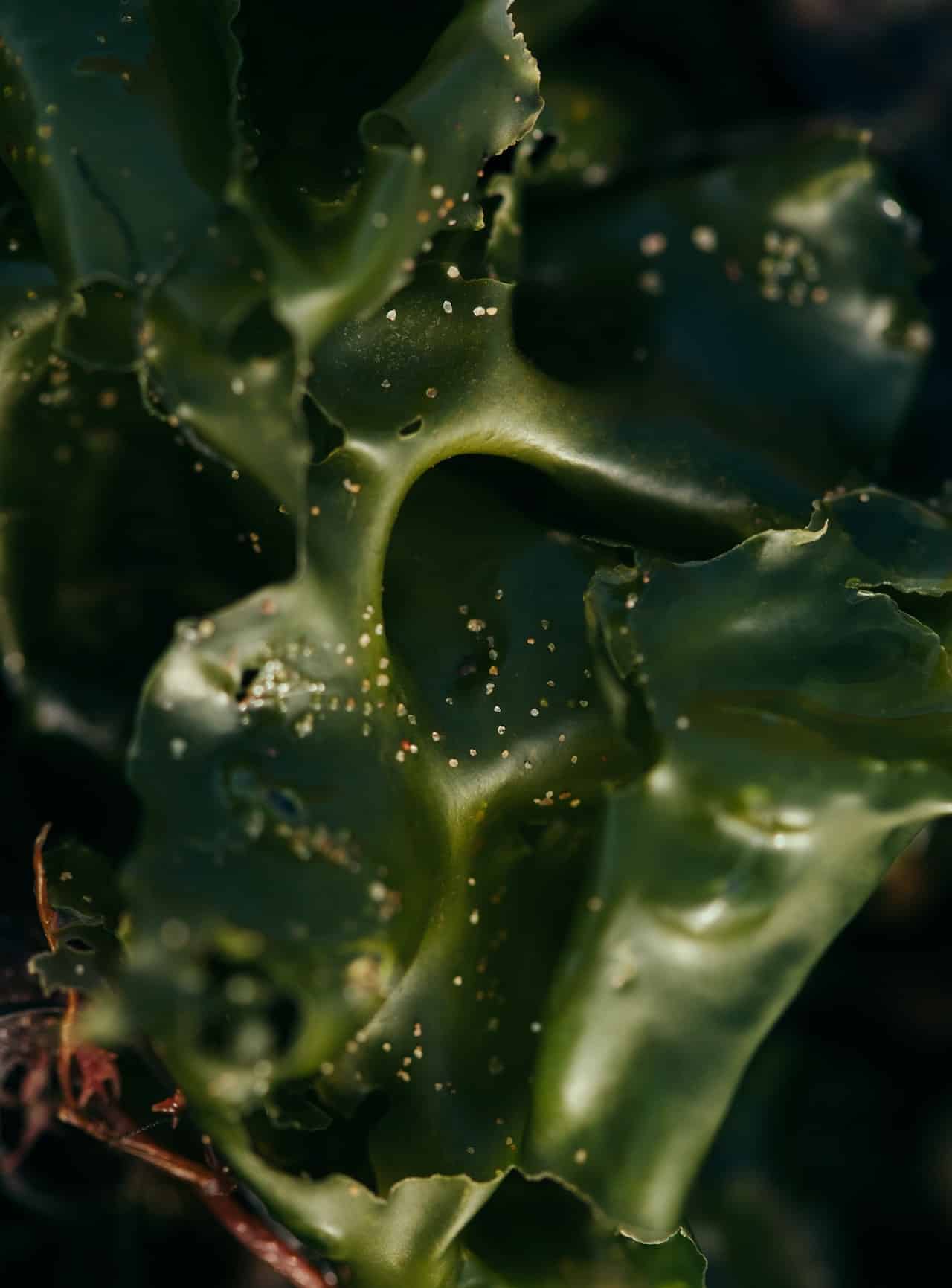 Kelp gehört zur Klasse der Braunalgen (Phaeophyceae)