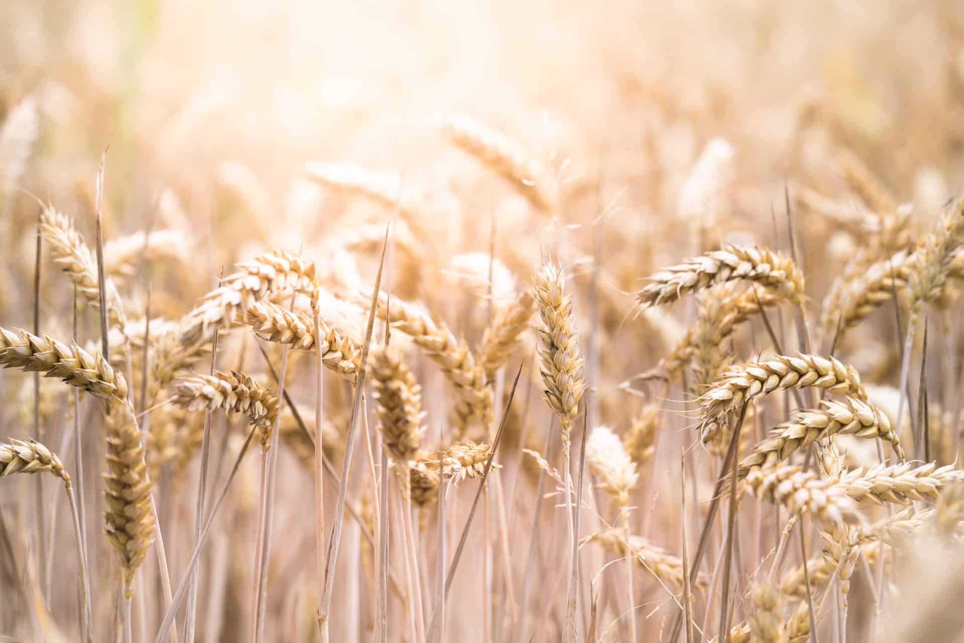 So erhöhen Sie die Aufnahme von Thiamin