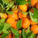 Mandarinen: Vorteile, Nährwert und Vergleich mit Orangen