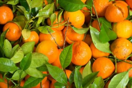 Mandarinen: Vorteile, Nährwert und Vergleich mit Orangen