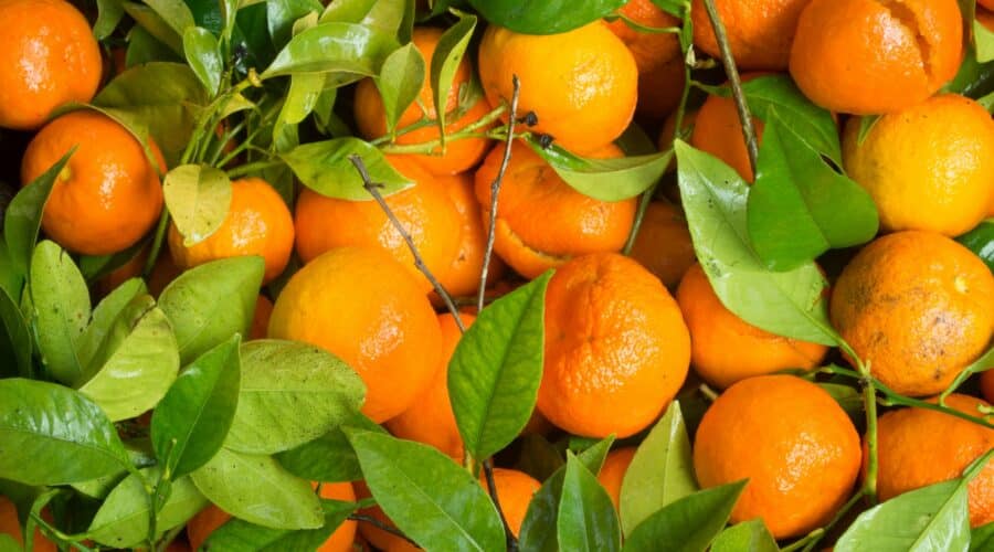 Mandarinen: Vorteile, Nährwert und Vergleich mit Orangen