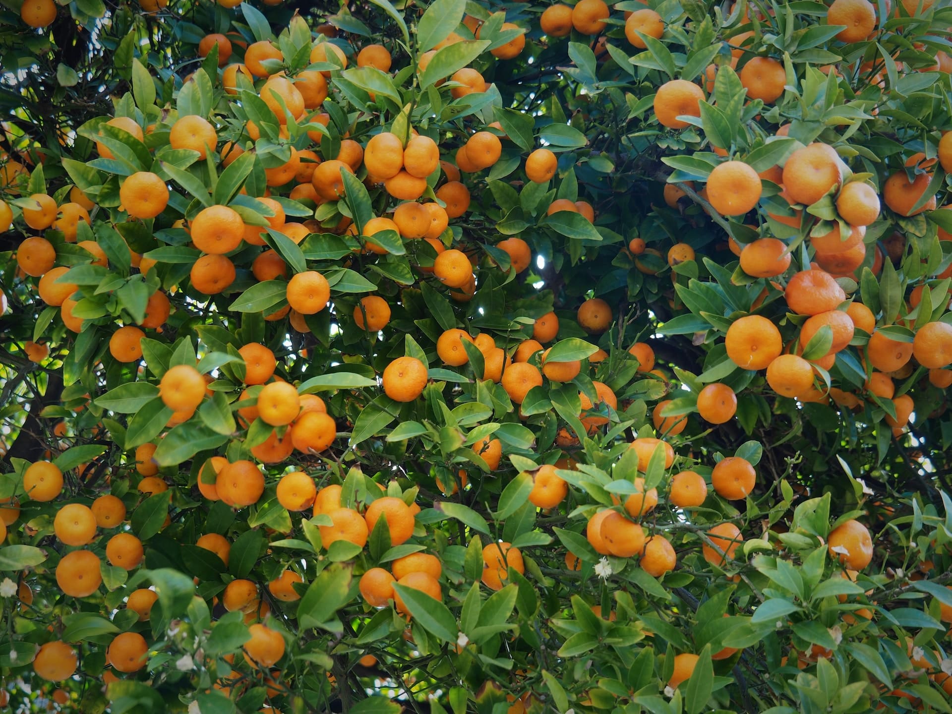 Verschiedene Arten und Sorten von Mandarinen