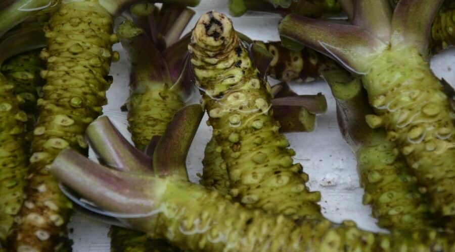Wasabi kommt dem Darm zugute und bekämpft durch Lebensmittel übertragene Bakterien