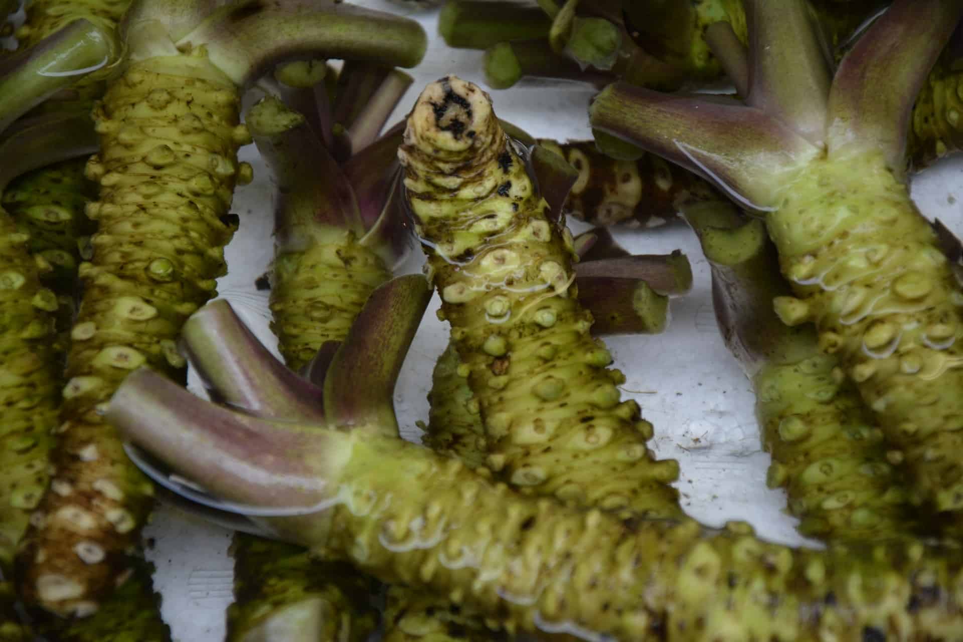 Wasabi kommt dem Darm zugute und bekämpft durch Lebensmittel übertragene Bakterien