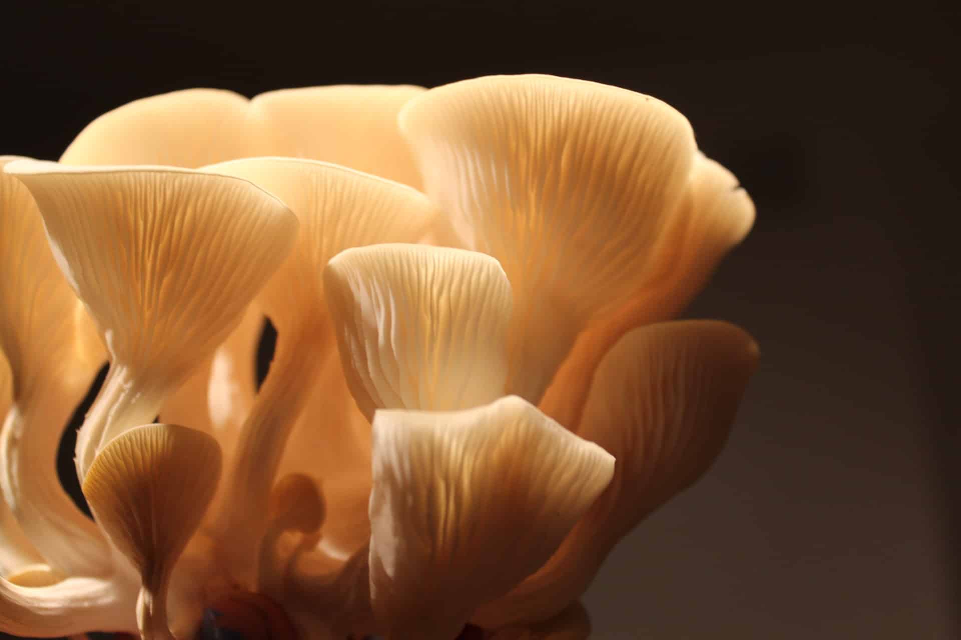 Der Austernpilz ist offiziell unter seinem wissenschaftlichen Namen  Pleurotus ostreatus bekannt und verdankt seinen Namen seinem schalenförmigen Aussehen und seiner Ähnlichkeit mit Austern