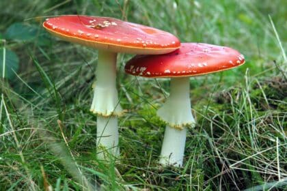 Pilzsaison - Pilze sammeln - Vorsicht vor giftigen Pilzen