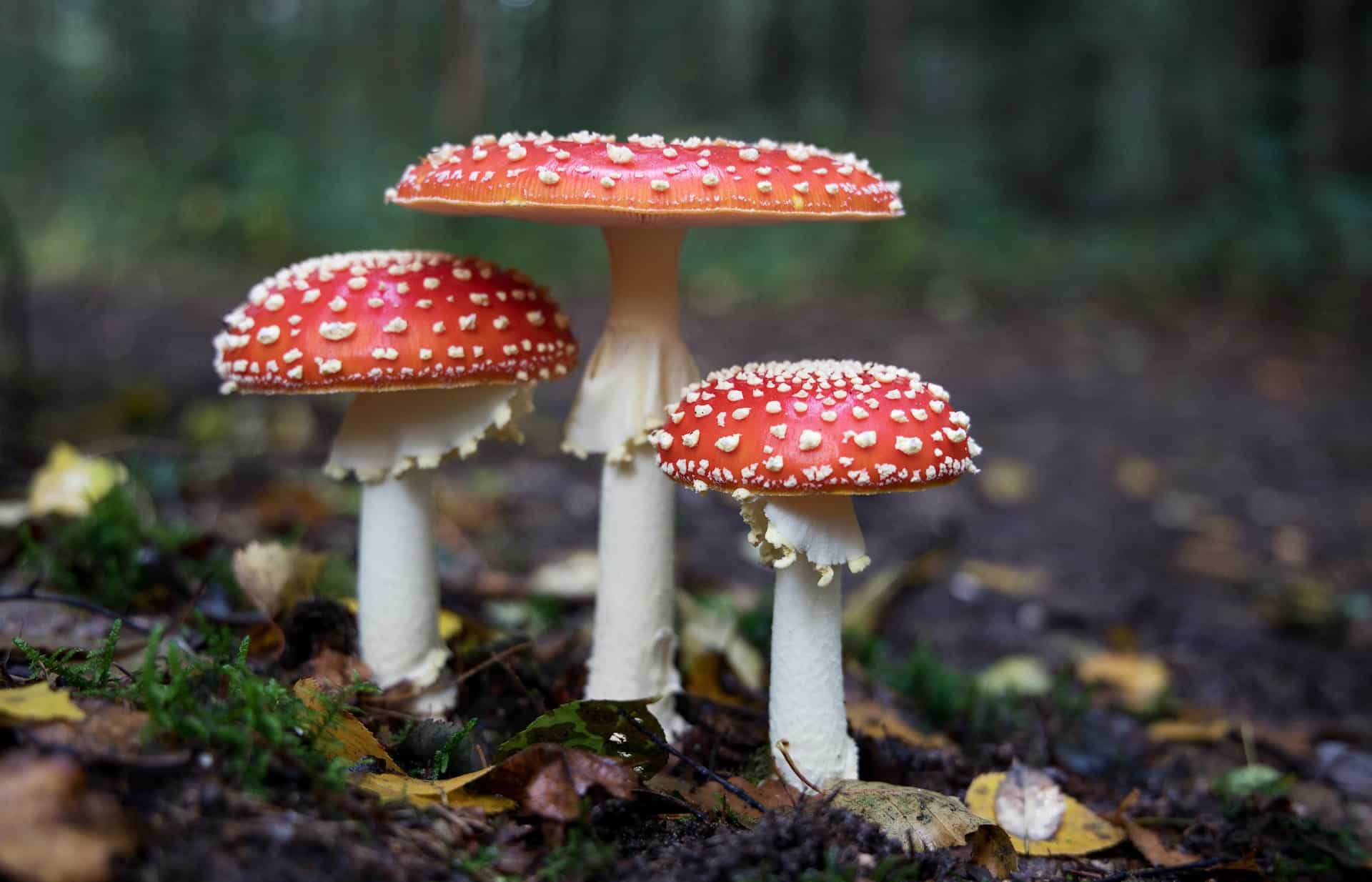 Was sind die giftigsten Pilze in deutschen Wäldern