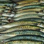 Makrele - Fisch mit cholesterinsenkenden Omega-3-Fettsäuren?