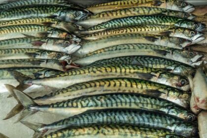 Makrele - Fisch mit cholesterinsenkenden Omega-3-Fettsäuren?