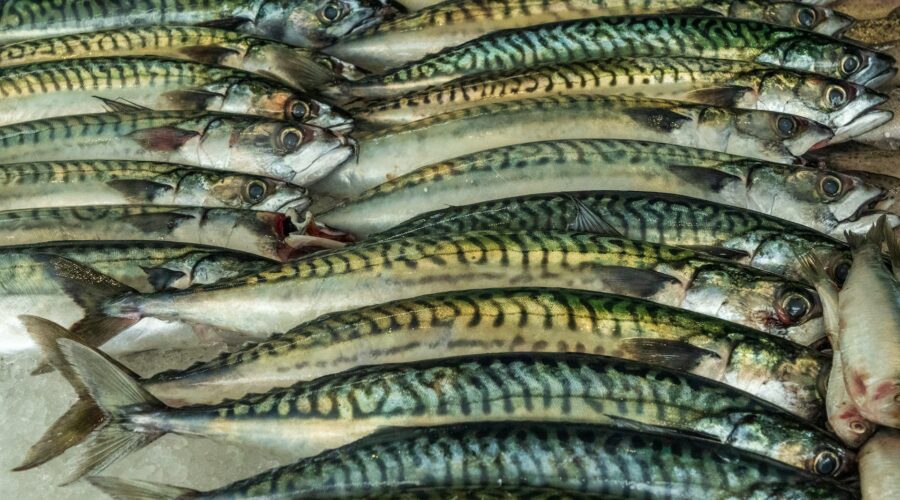Makrele - Fisch mit cholesterinsenkenden Omega-3-Fettsäuren?