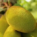 Jackfrucht: 5 bemerkenswerte Vorteile der größten Baumfrucht der Welt