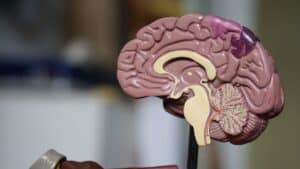Limbische System - Verbindung zur psychologischen Gesundheit