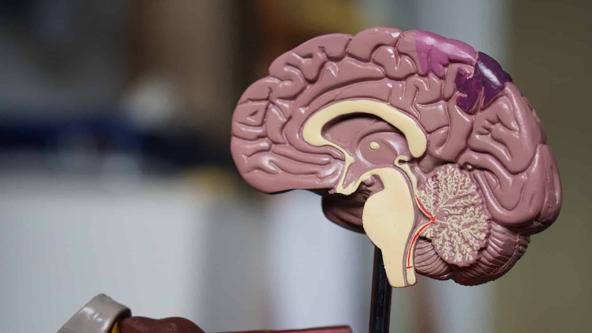 Limbische System - Verbindung zur psychologischen Gesundheit
