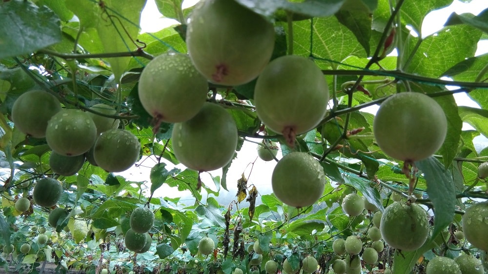 Mönchsfrucht: Luo Han Guo der beste Süßstoff der Natur? Mönchsfrucht: Luo Han Guo der beste Süßstoff der Natur?
